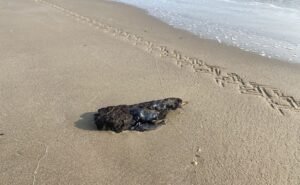 Derrame en Tabasco alcanza costas de Tamaulipas; atiende Marina